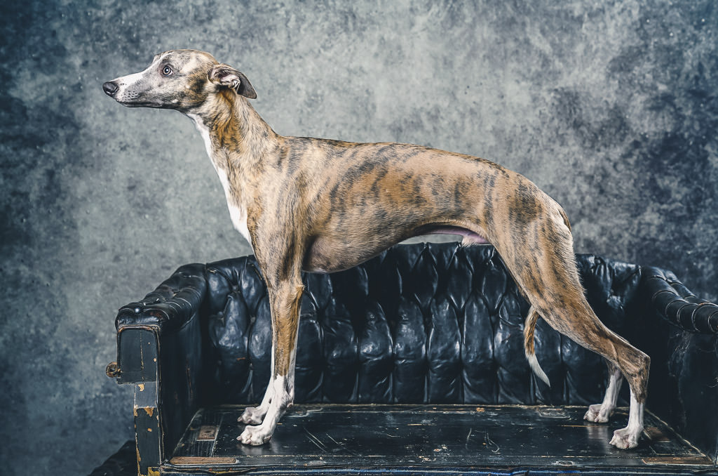 Dog show greyhound