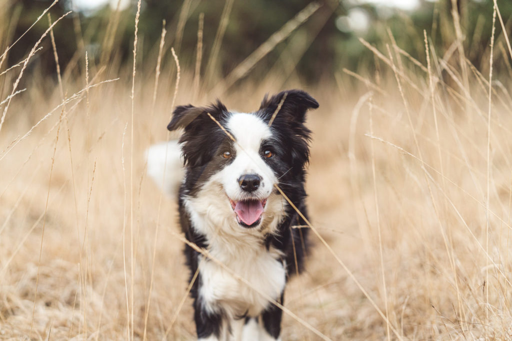 border collie kalmthout