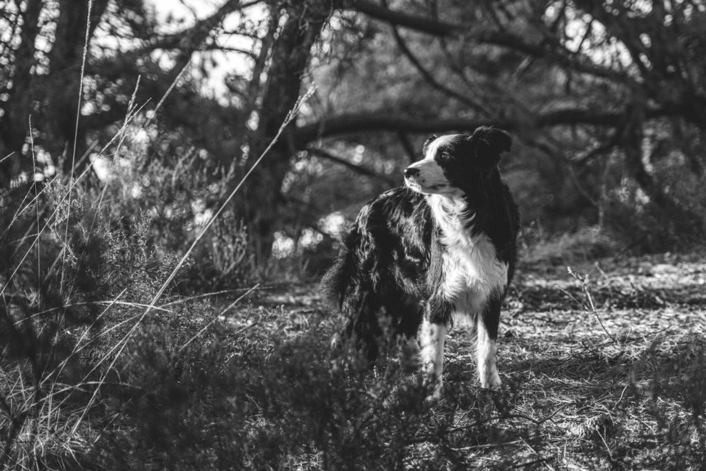 border collie kalmthout