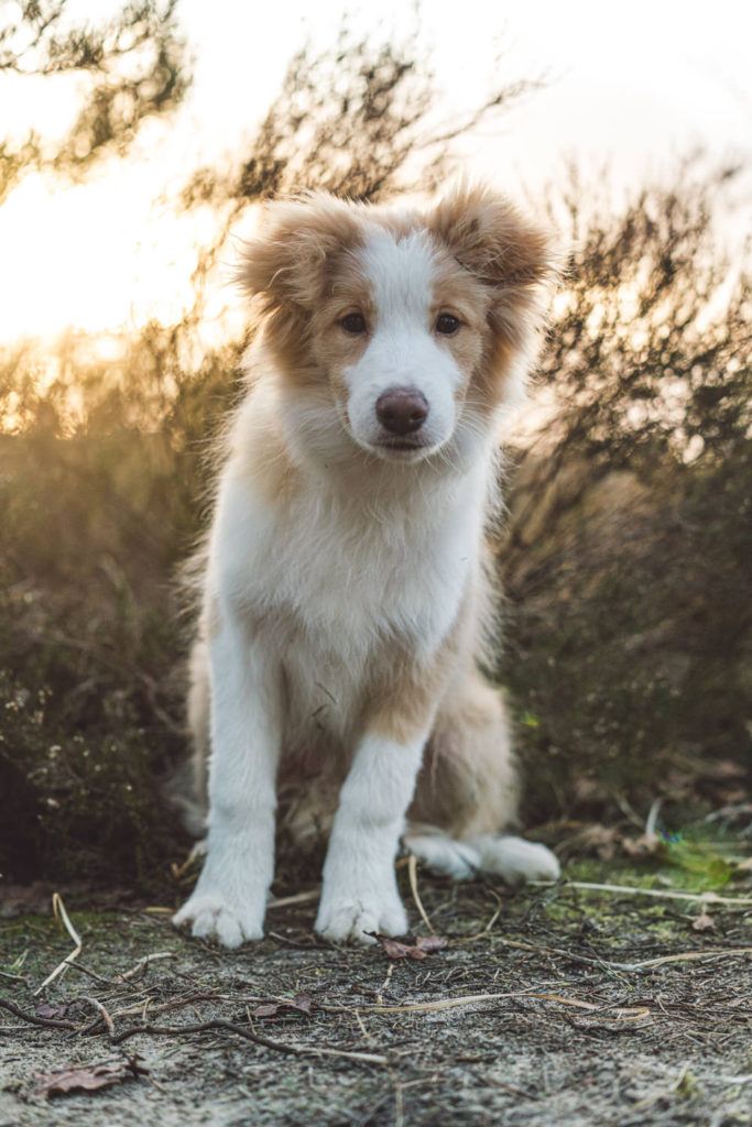 border collie kalmthout