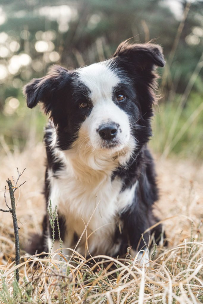 border collie kalmthout