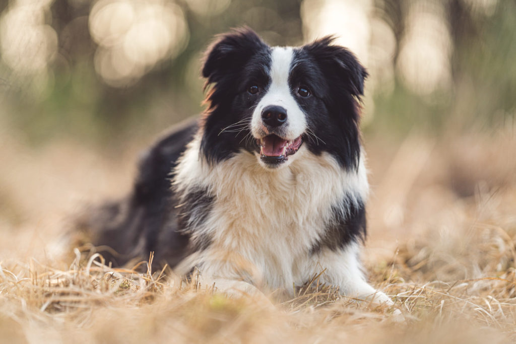 border collie kalmthout