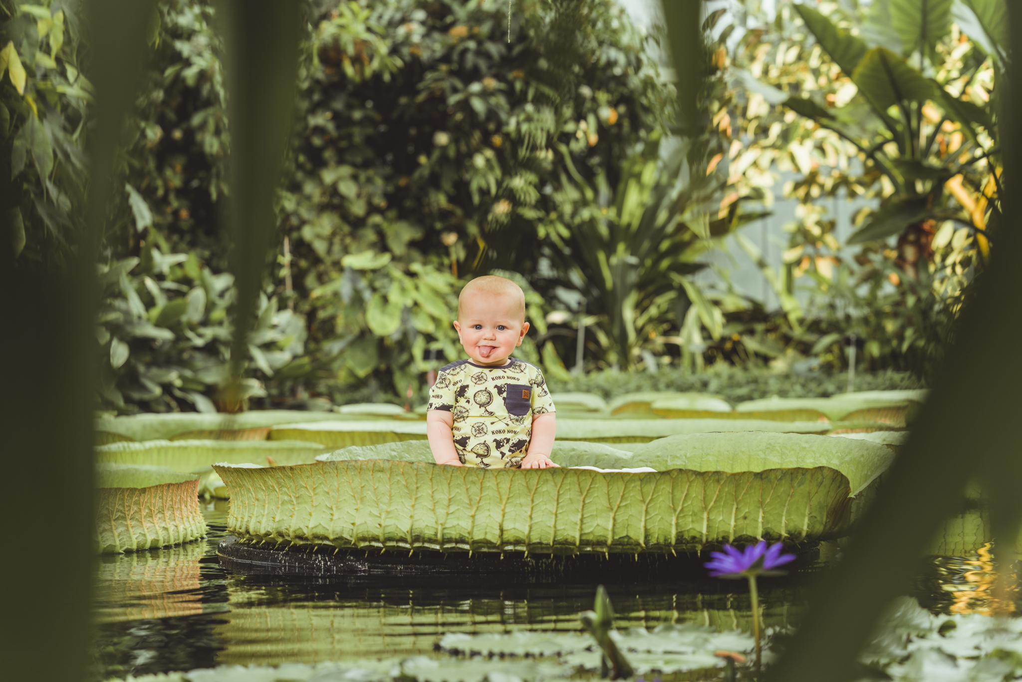 Plantentuin waterlelie baby's 1