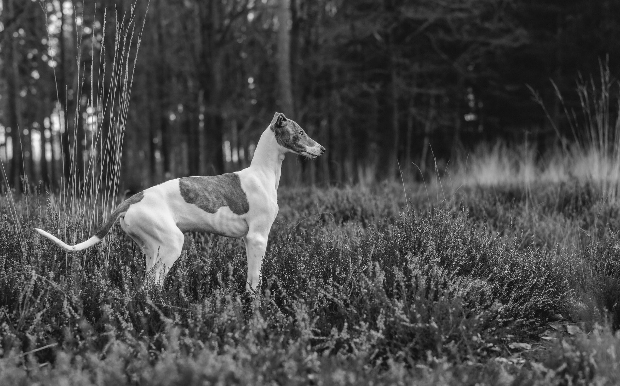 greyhound windhond fotoshoot 